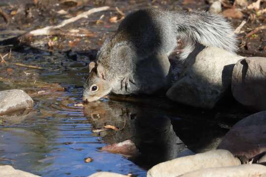 Image of Arizona Gray Squirrel