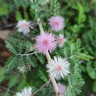 Plancia ëd Mimosa aculeaticarpa Ortega