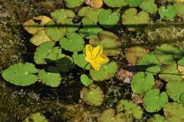 Image of yellow floatingheart