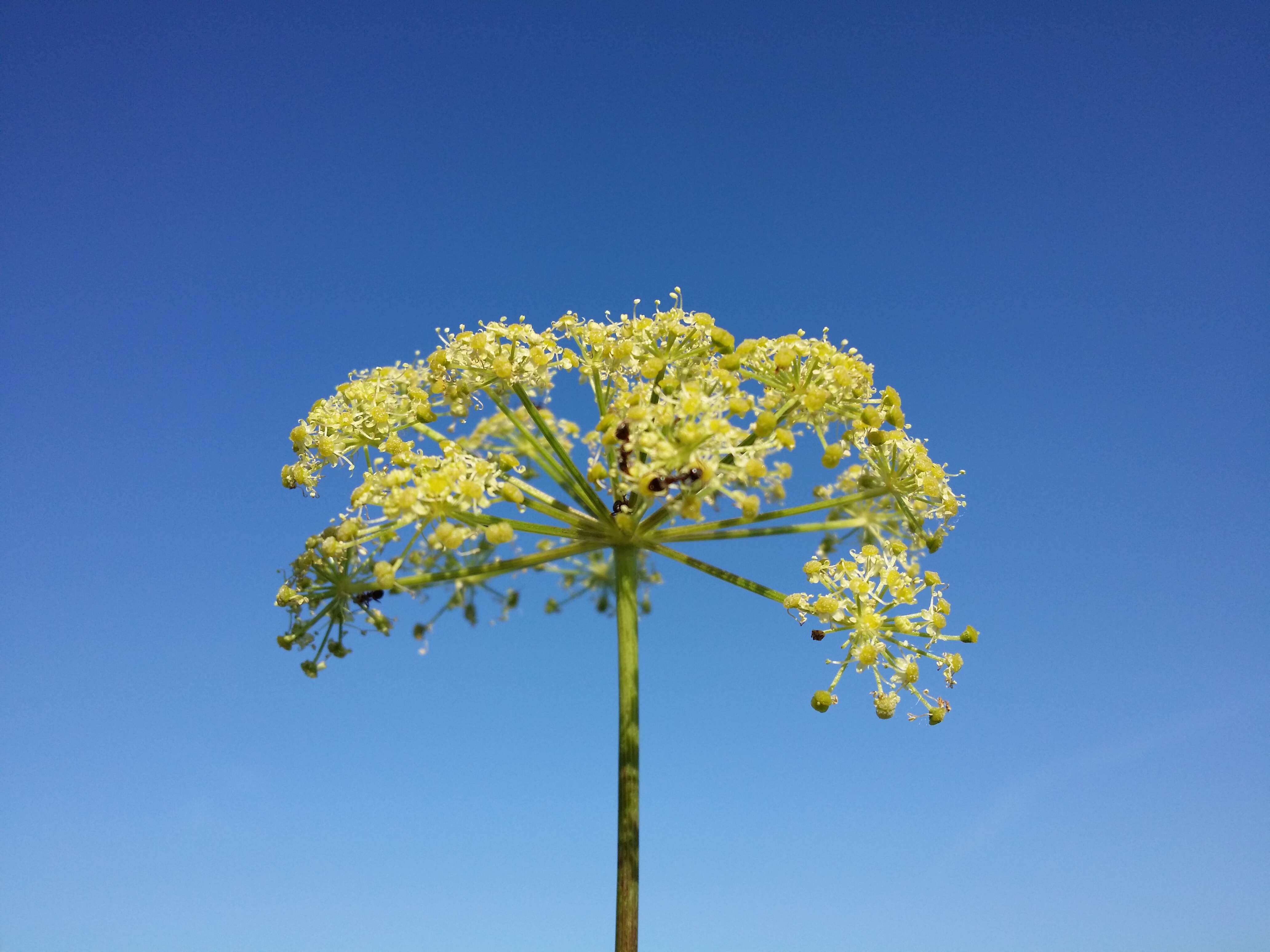 Image of Norwegian angelica