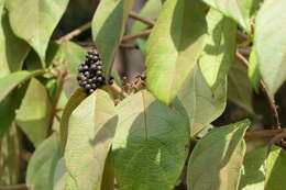 Image of Lepisanthes tetraphylla (Vahl) Radlk.