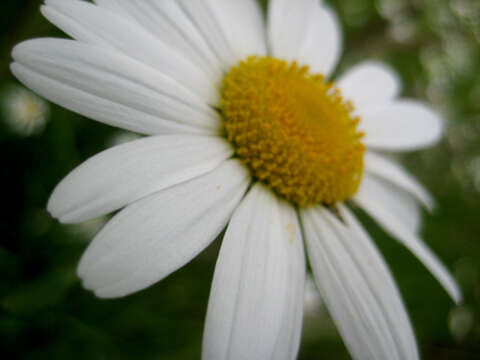 Image of Oxeye Daisy