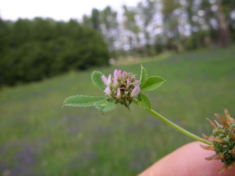 Image de Trifolium glomeratum L.