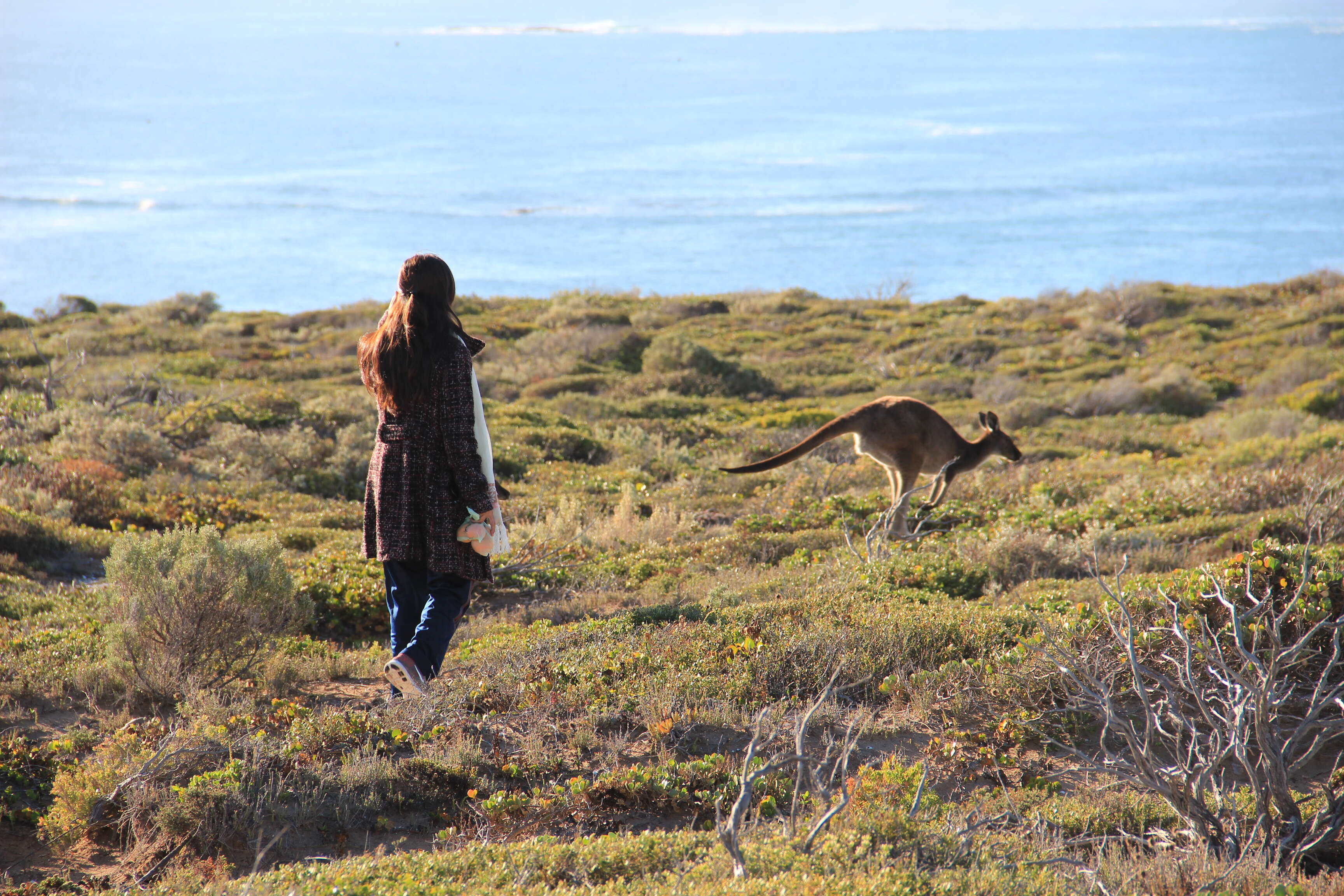 Image of Kangaroo Island Western Grey Kangaroo