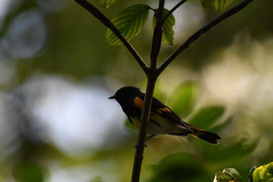 Image of American Redstart