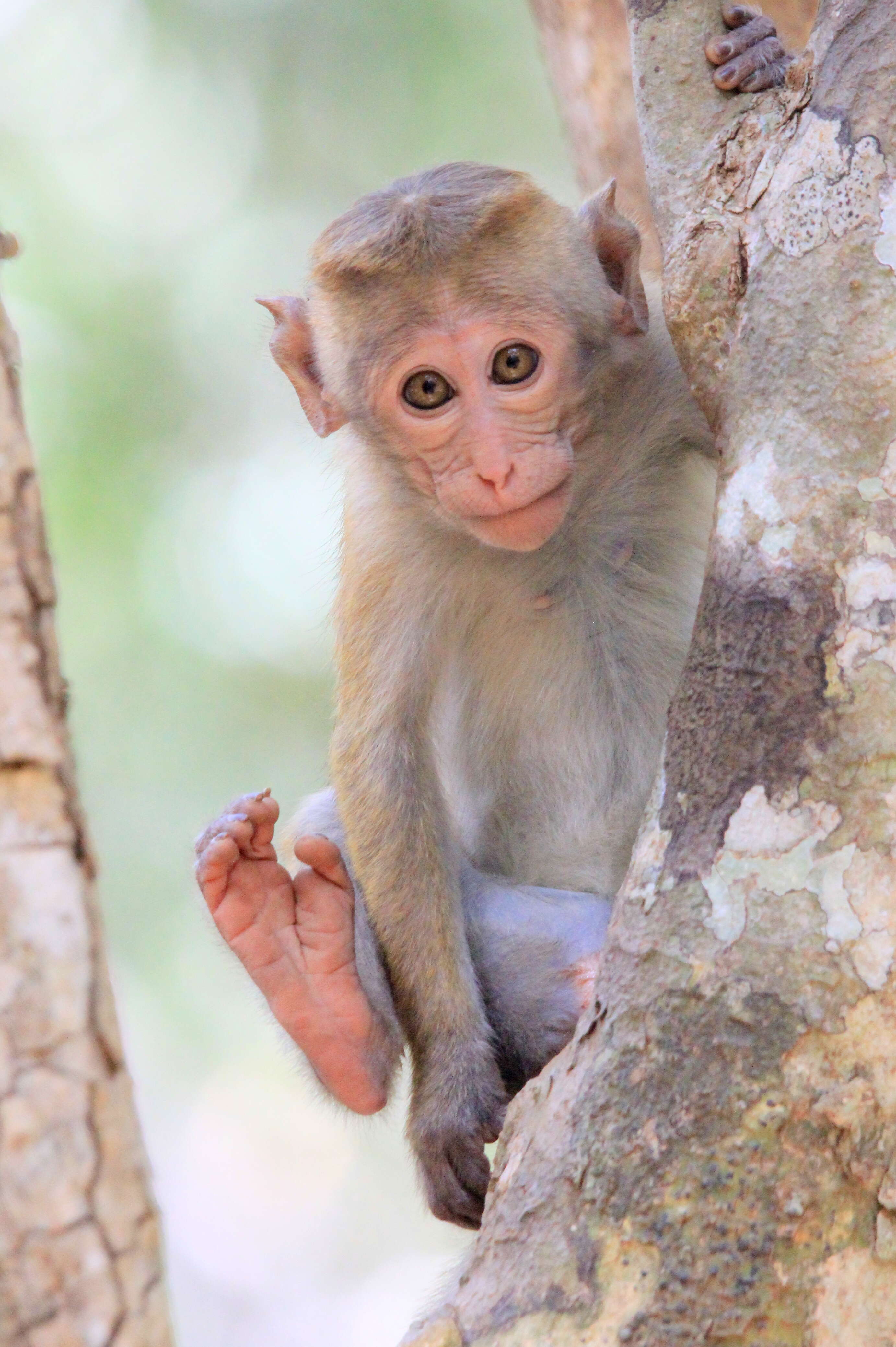 Image of Toque macaque