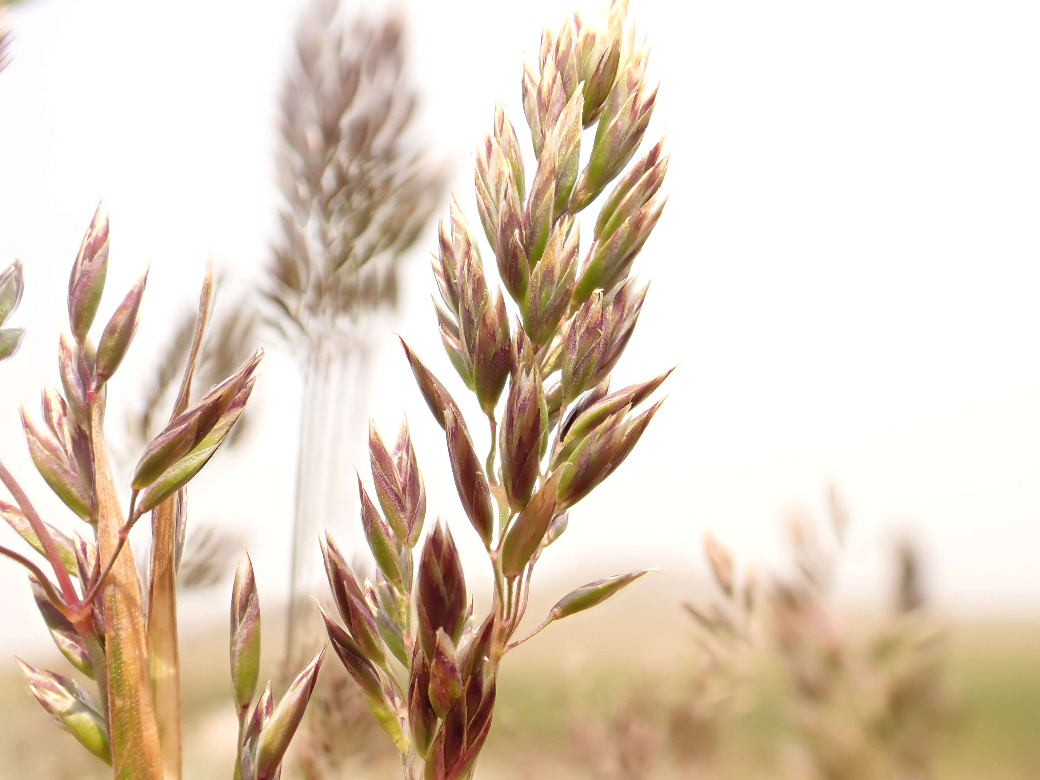 Image de Poa fendleriana (Steud.) Vasey