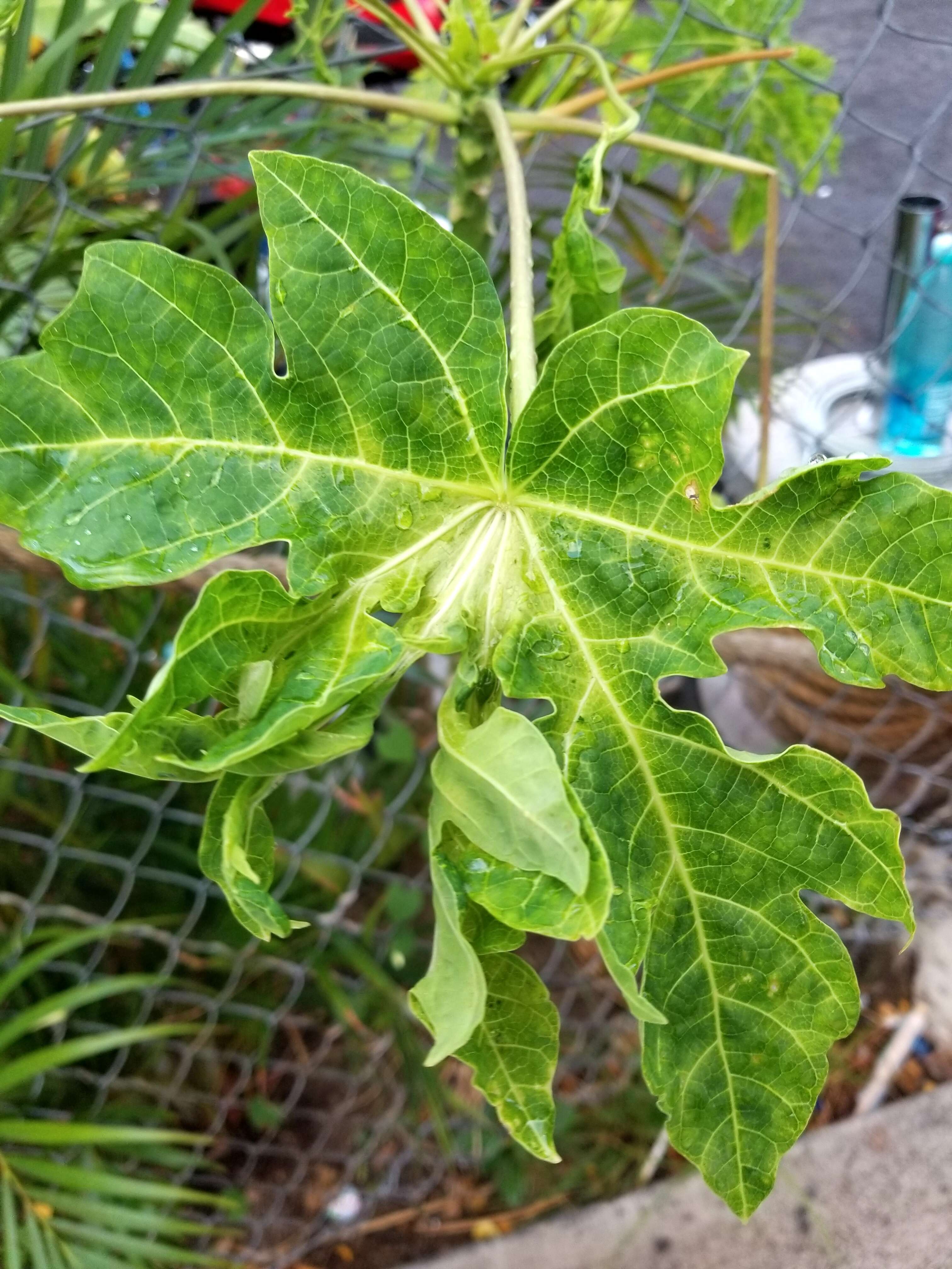 Image of Papaya ringspot virus