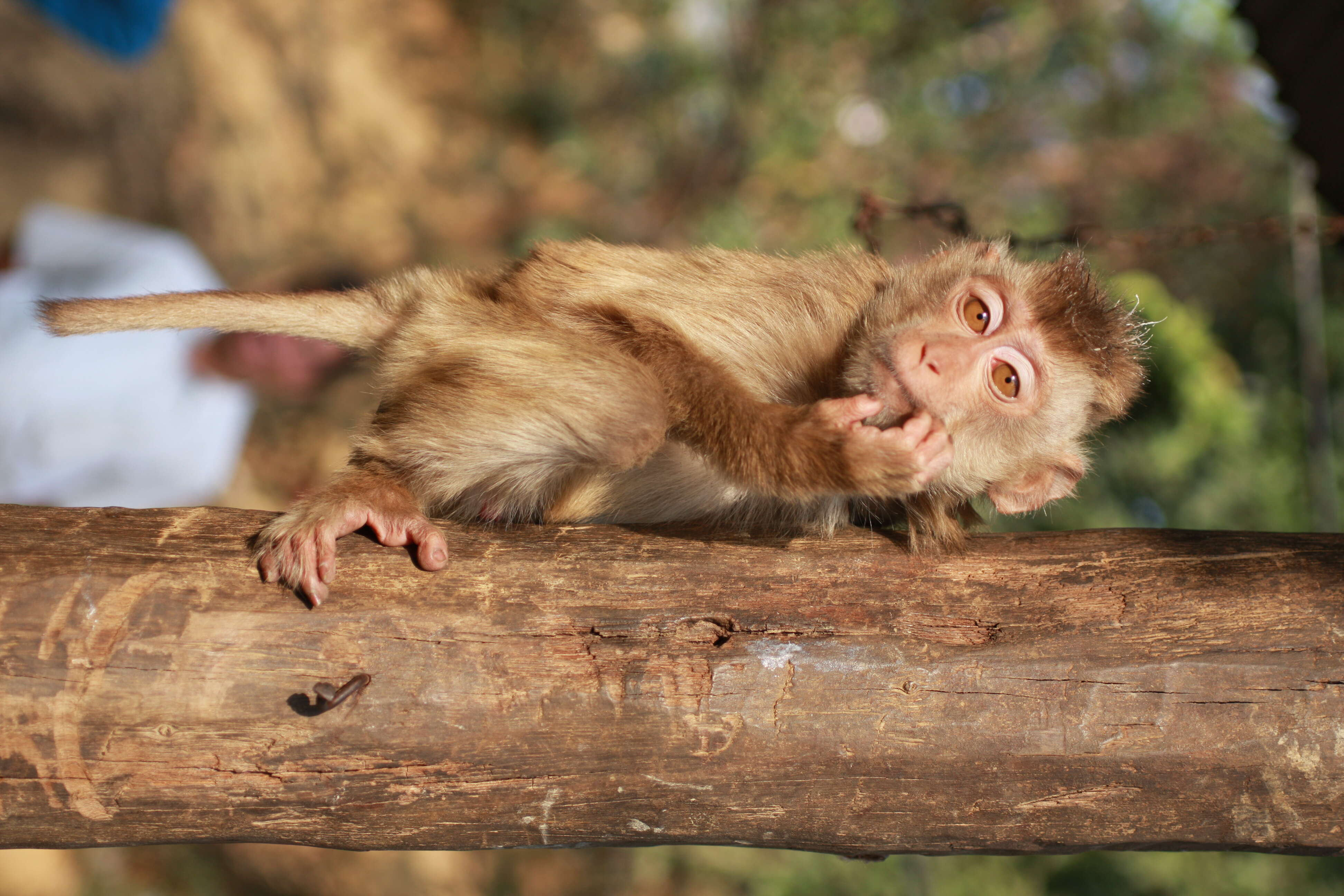 Image of Northern Pig-tailed Macaque