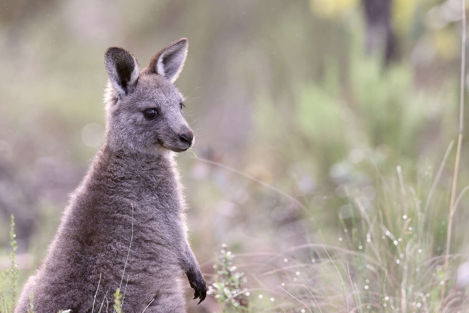 Image of kangaroo