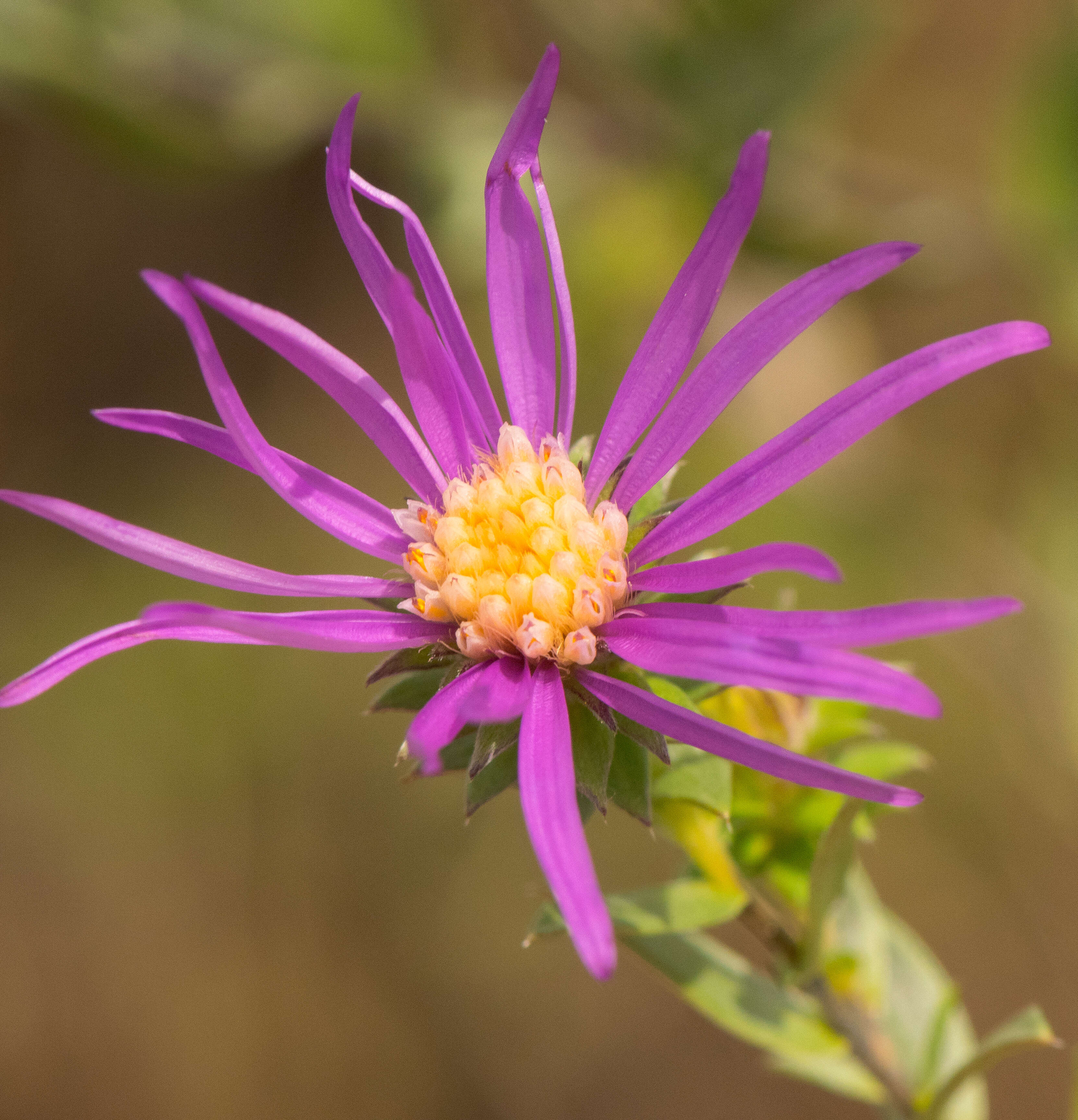 Image of western silver aster