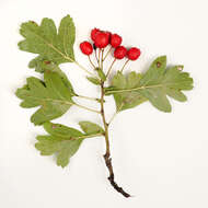 Image of Common Hawthorn