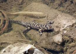 Image of Barred Tiger Salamander