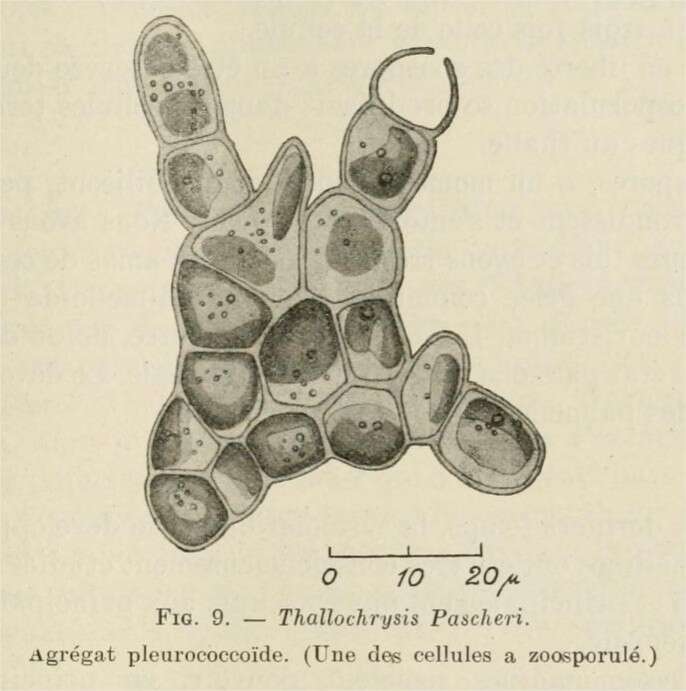 Image of Chrysophyceae