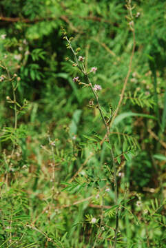 Image of Sensitive weed