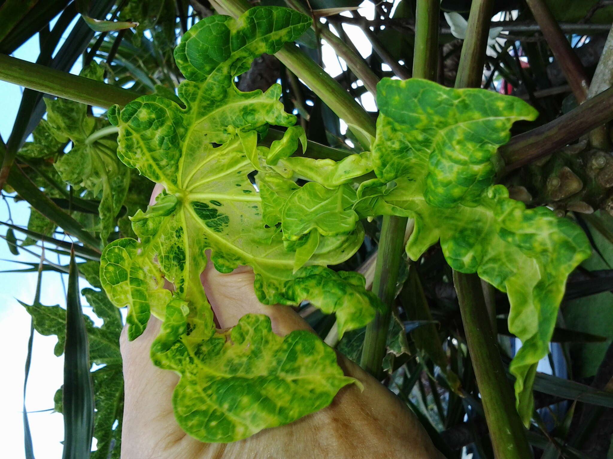 Image of Papaya ringspot virus