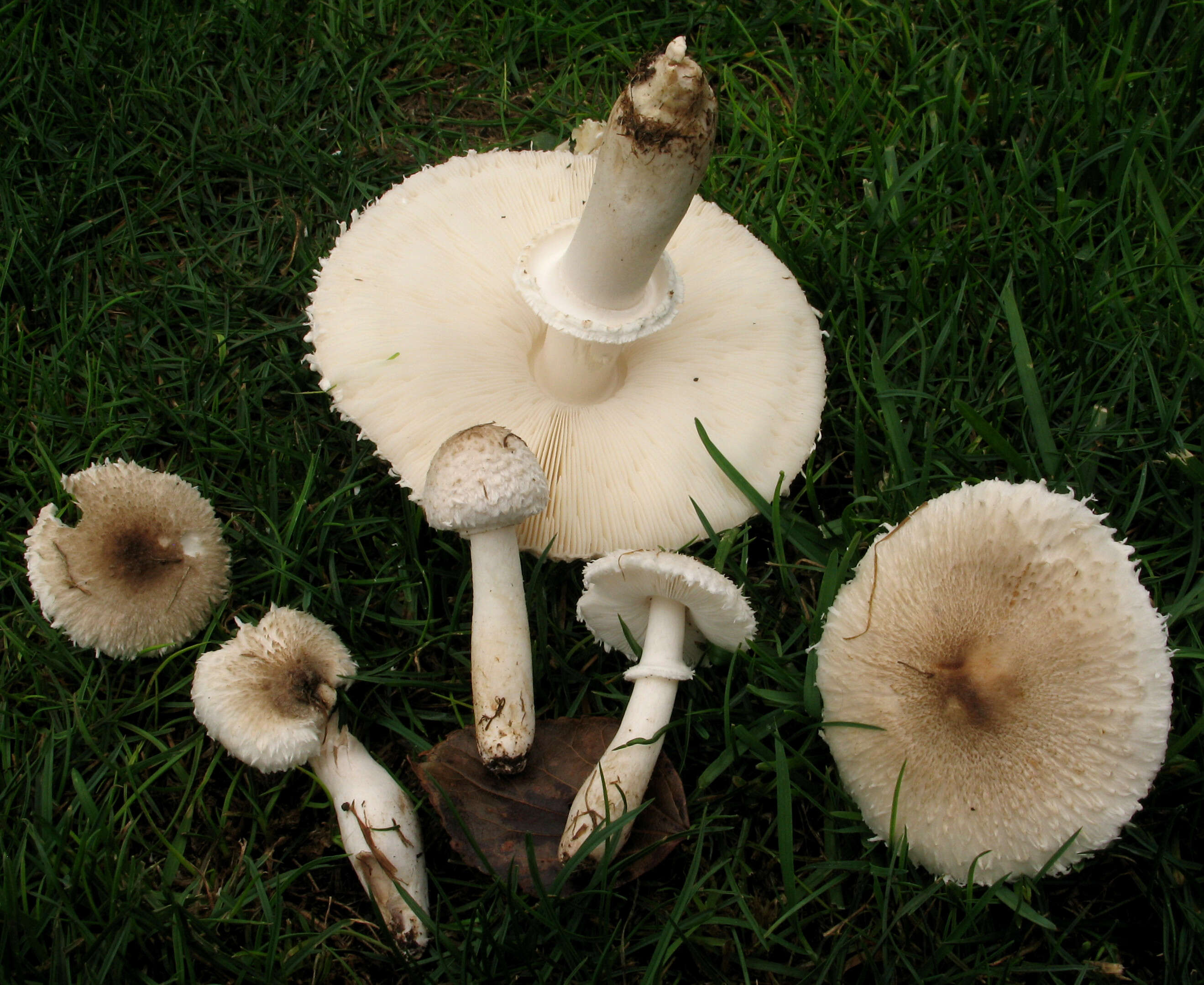 Leucoagaricus barssii (Zeller) Vellinga 2000 resmi