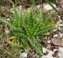 Image of Morina longifolia Wall.