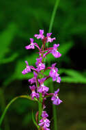 Image of Lesser purple fringed orchid