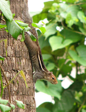 Image of Jungle Palm Squirrel