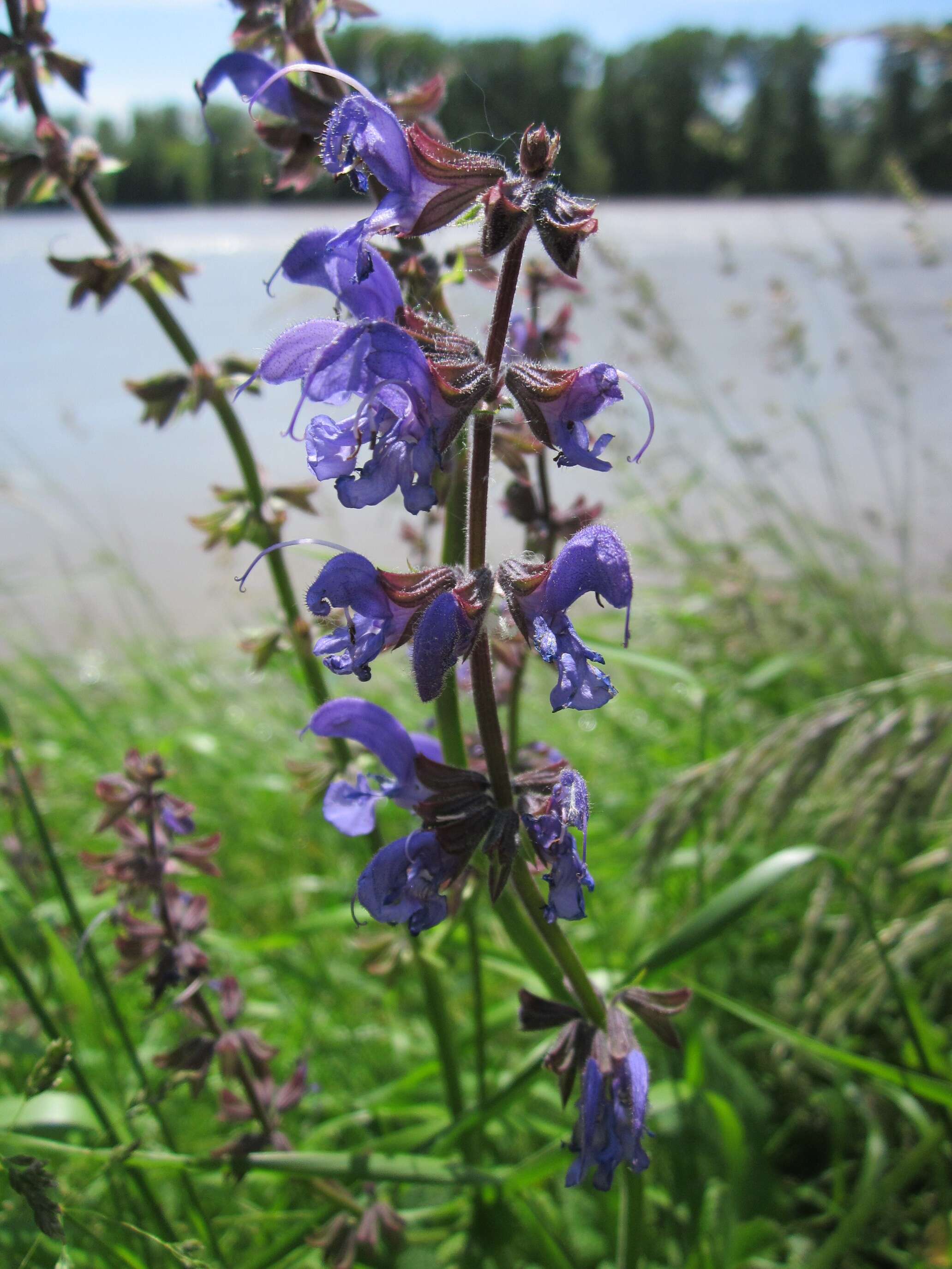 Imagem de Salvia pratensis L.