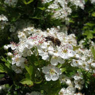 Image of Common Hawthorn