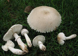 Leucoagaricus barssii (Zeller) Vellinga 2000 resmi