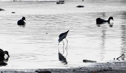 Image of Pied Stilt