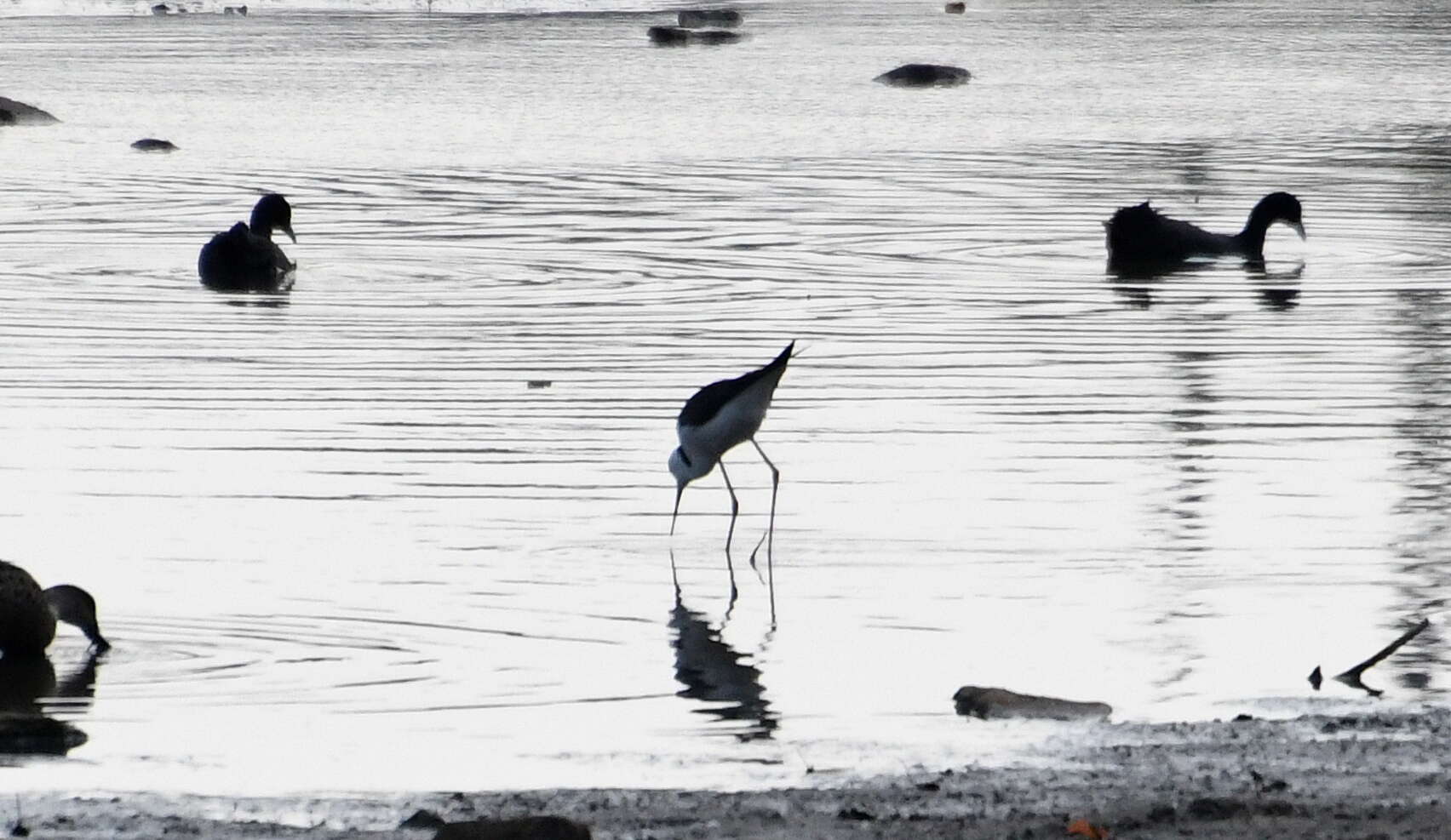 Image of Pied Stilt