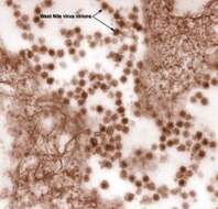Image of West Nile virus