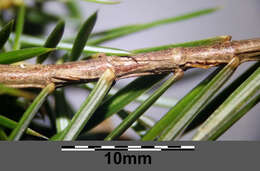 Image of Common Juniper