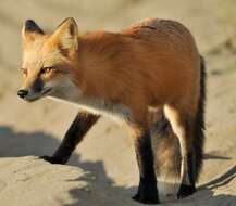 Image of Cascades red fox