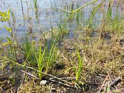 Image of Scirpus radicans Schkuhr