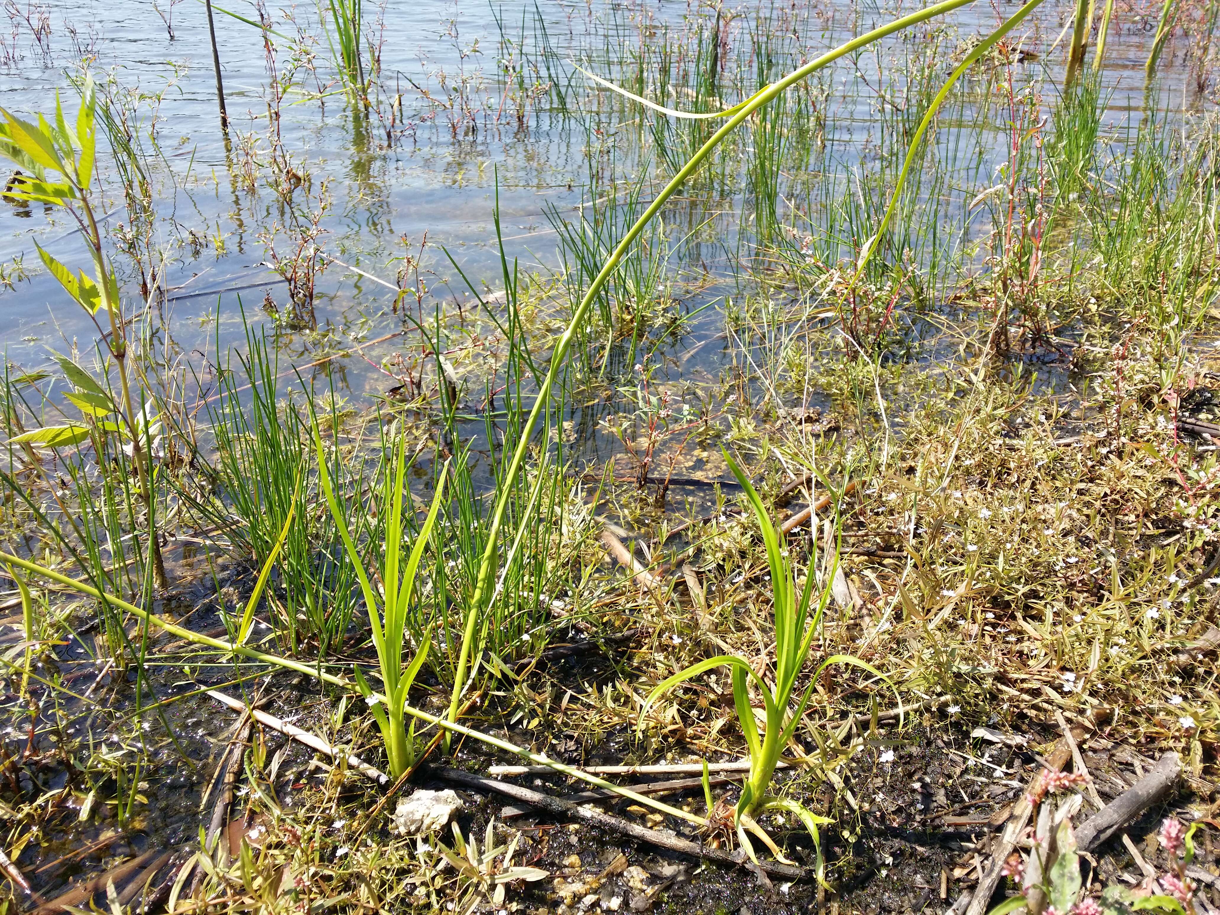 Image of Scirpus radicans Schkuhr