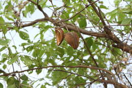 Image of Marsdenia volubilis (L. fil.) Cooke