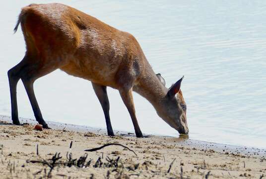 Image of Natal Duiker