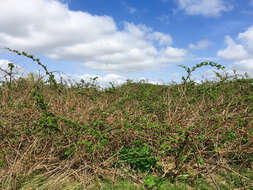 Image of Himalayan blackberry