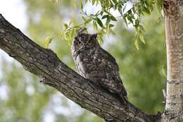 Image of Great Horned Owl