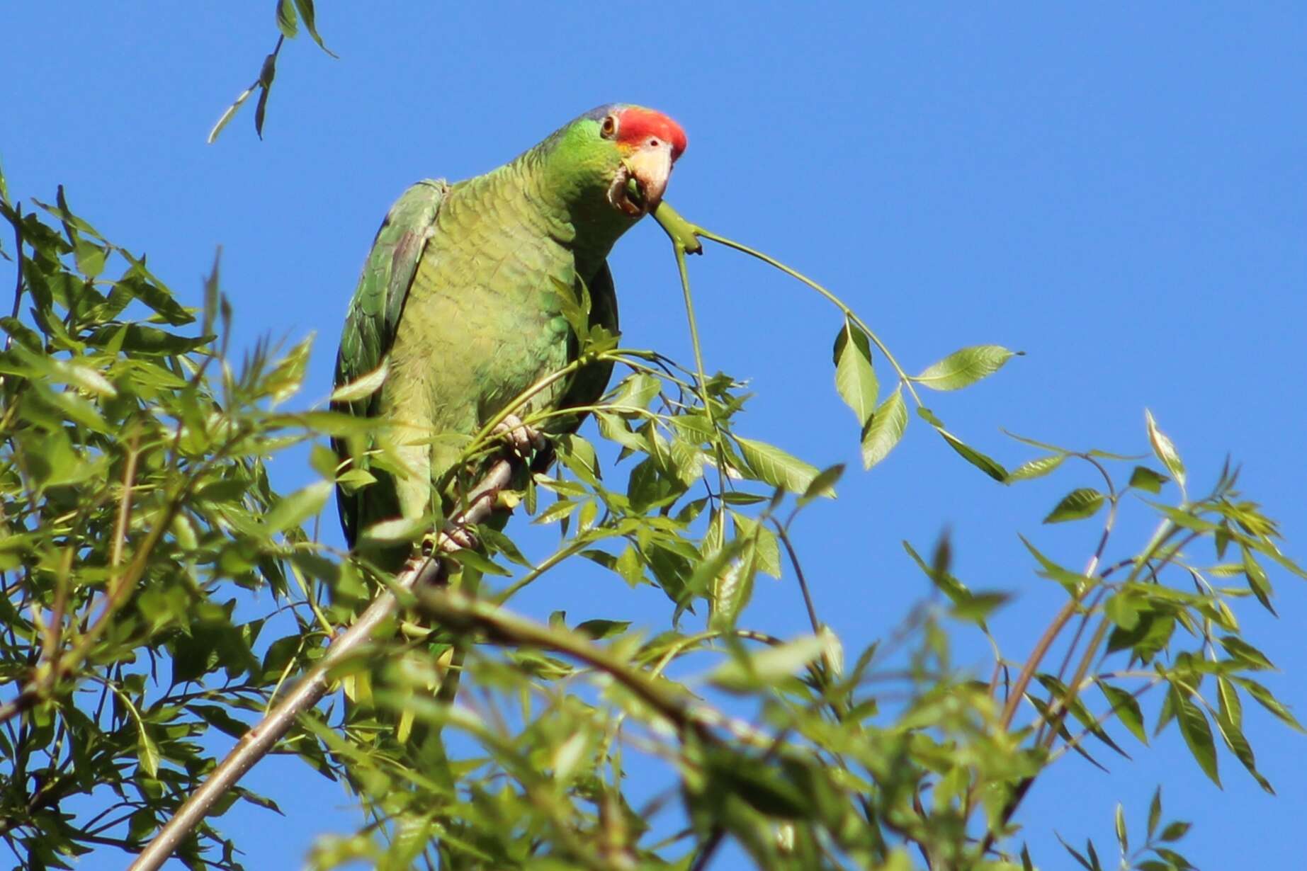 Image of Green-cheeked Amazon