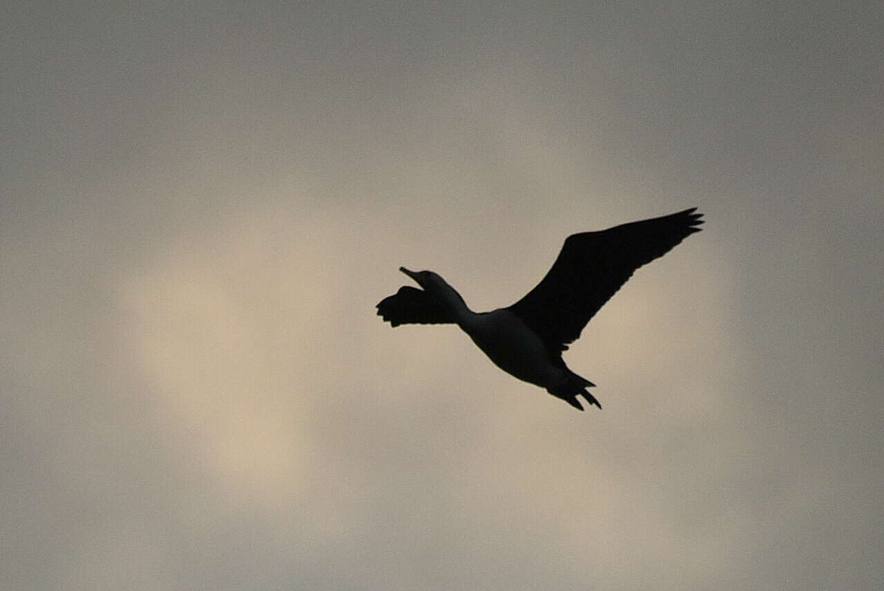 Image of Australian Pied Cormorant