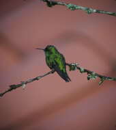 Image of Western Emerald