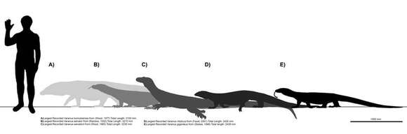 Image of Crocodile Monitor