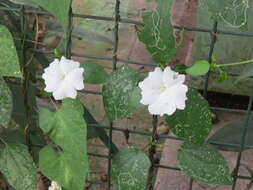 Imagem de Thunbergia fragrans Roxb.