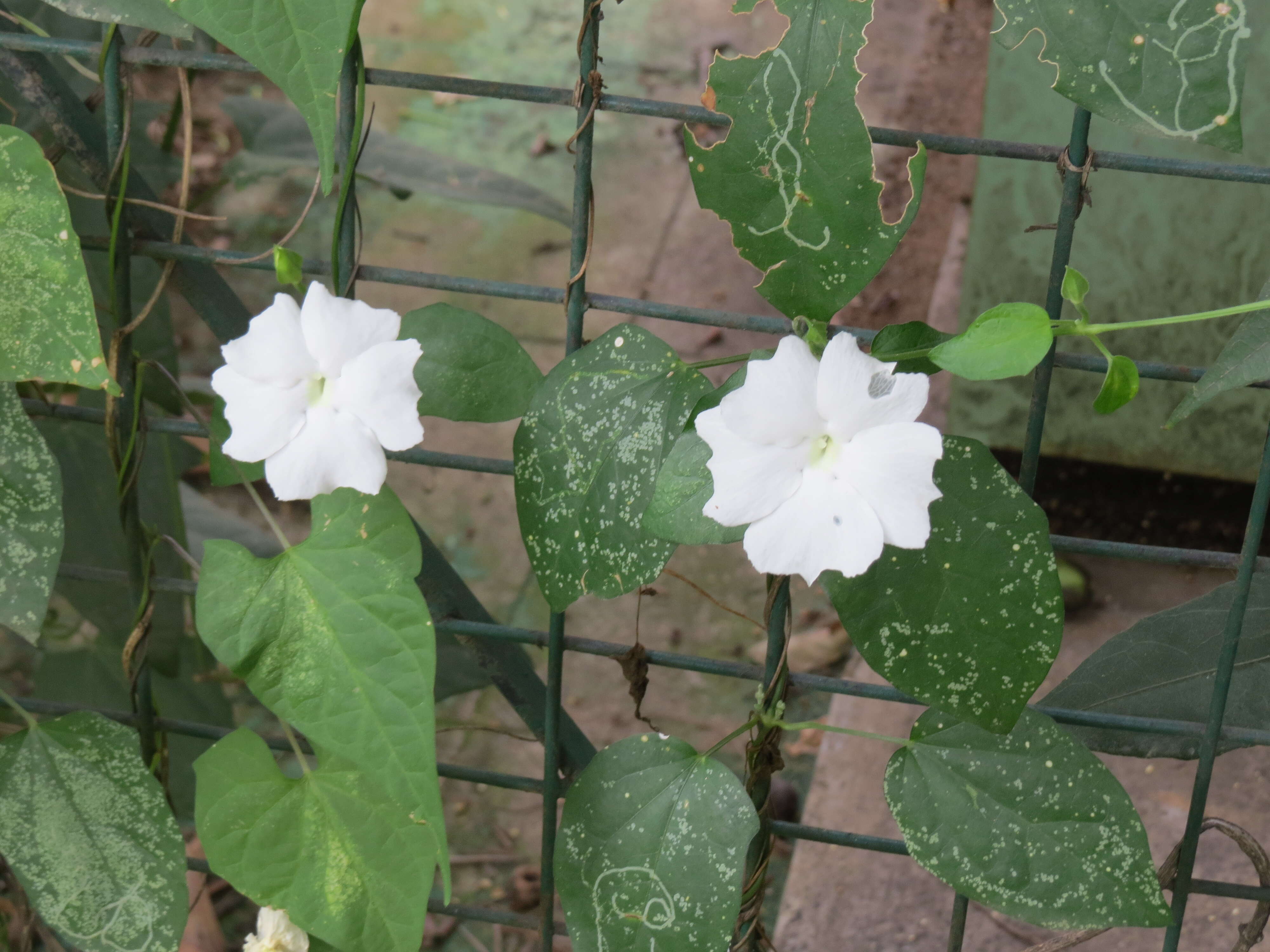 Imagem de Thunbergia fragrans Roxb.