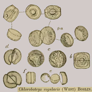 Image of Eustigmatophyceae