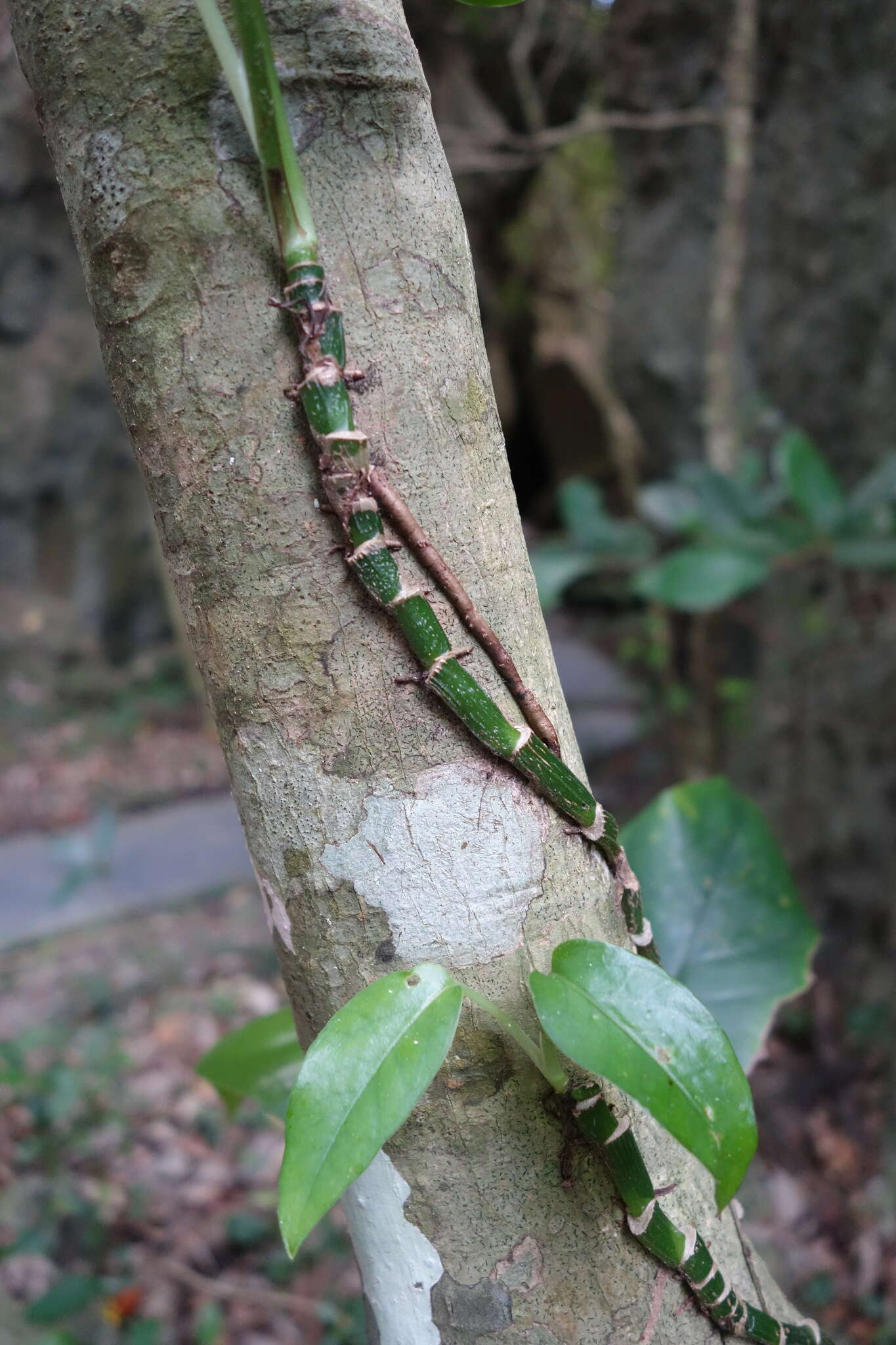 Image de Epipremnum pinnatum (L.) Engl.