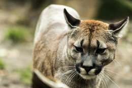 Image of Florida panther