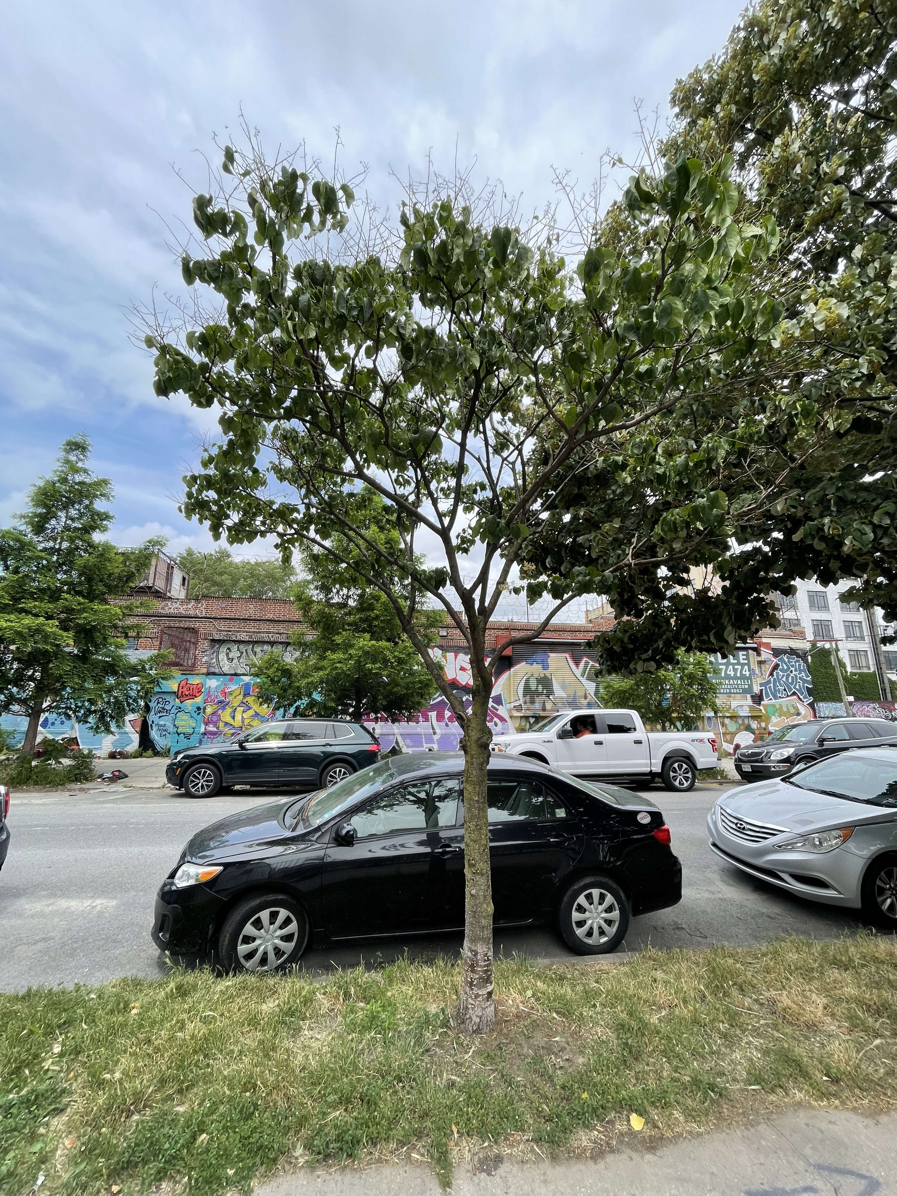 Image of Japanese Tree Lilac