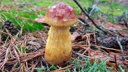 Слика од Aureoboletus projectellus (Murrill) Halling 2015