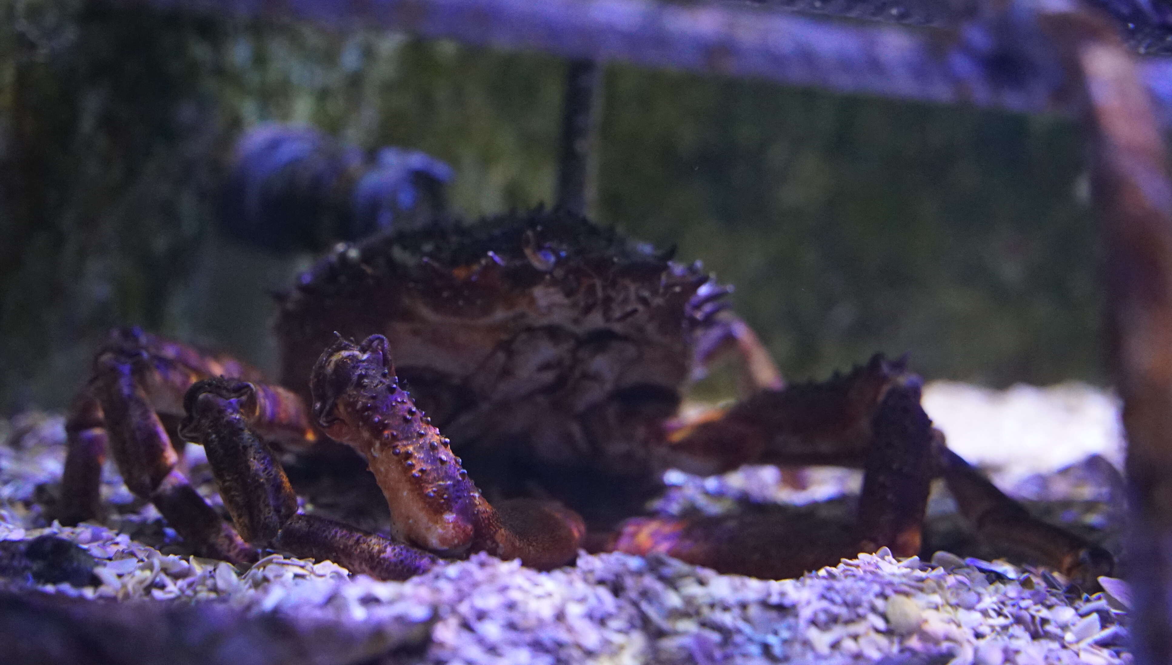 Image of Atlantic spider crab